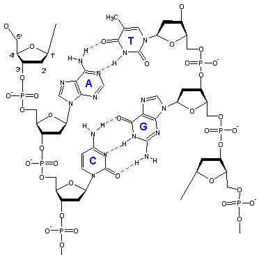 372x366 Experiment Thermodynamics Of Dna Introduction