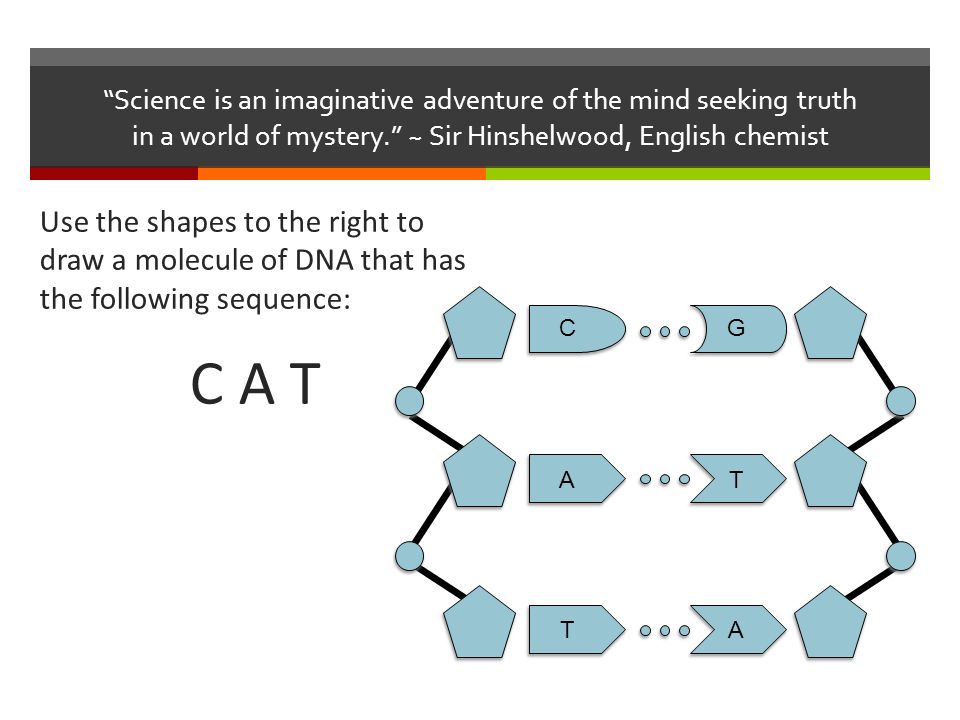 960x720 Use The Shapes To The Right To Draw A Molecule Of Dna That Has