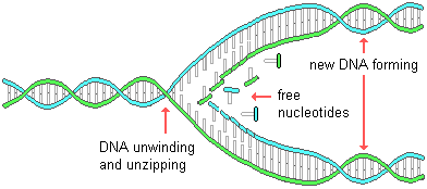 392x174 Biological Basis Of Heredity Molecular Level Of Genetics