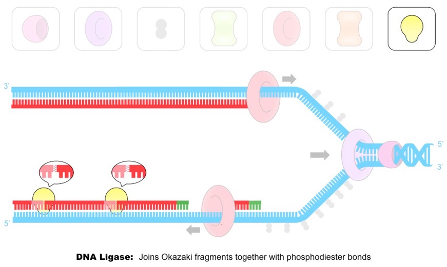 871x521 dna replication