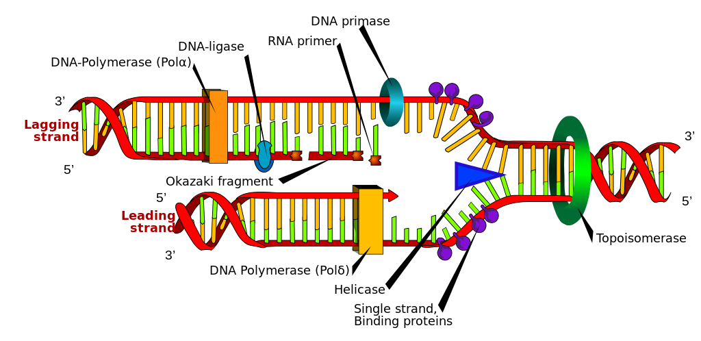 1024x498 dna replication biology for non majors i