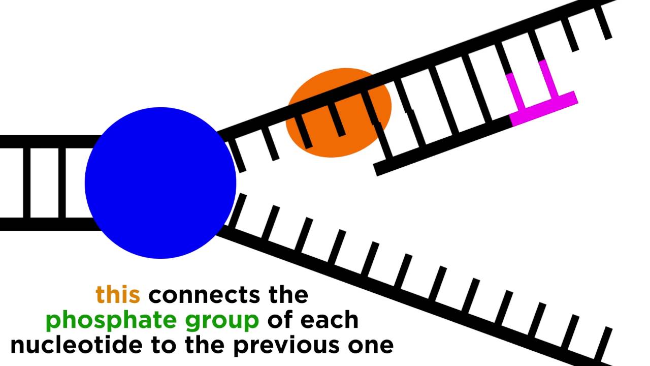 1280x720 dna replication copying the molecule of life