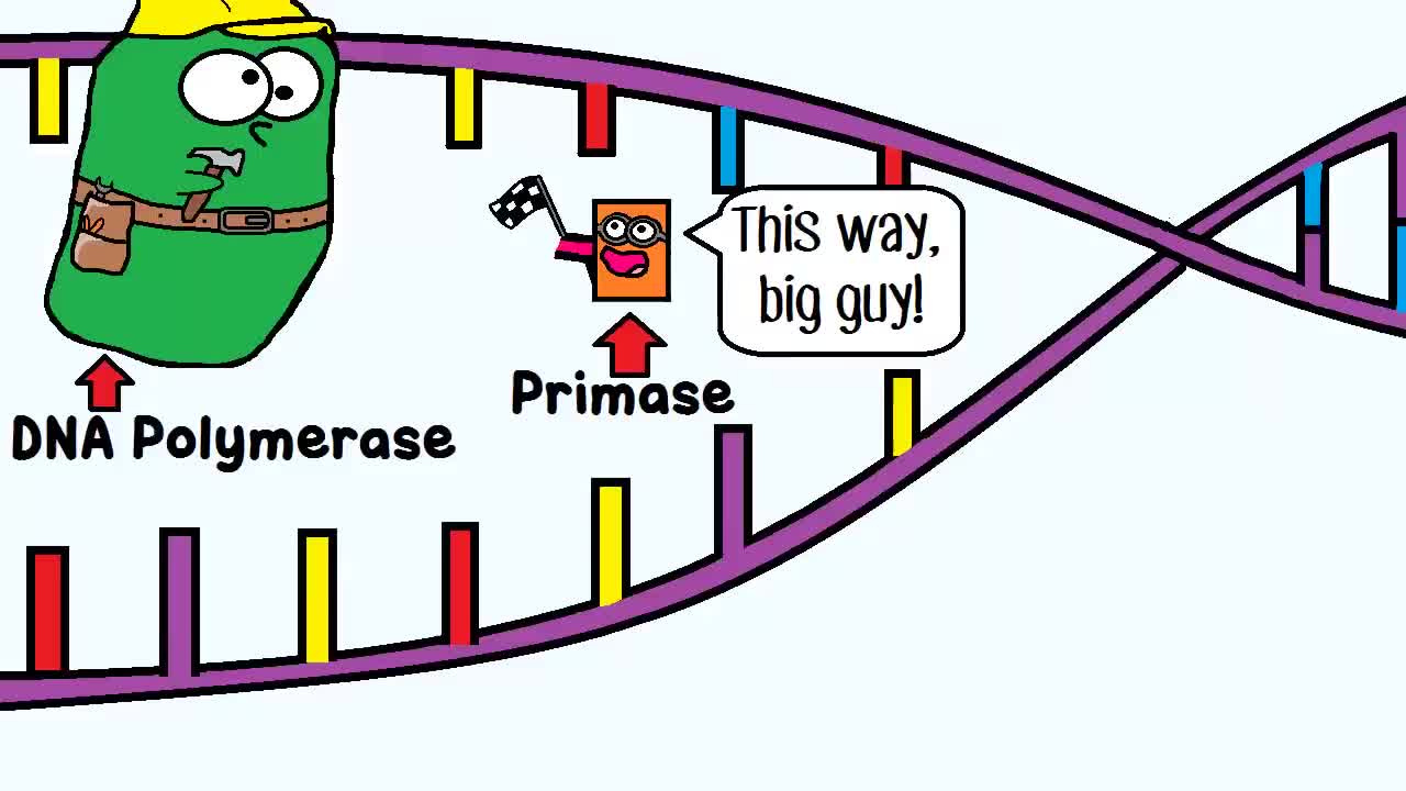 1280x720 dna replication the cell's extreme team sport gif find, make