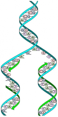 198x400 dna structure and shape ask a biologist
