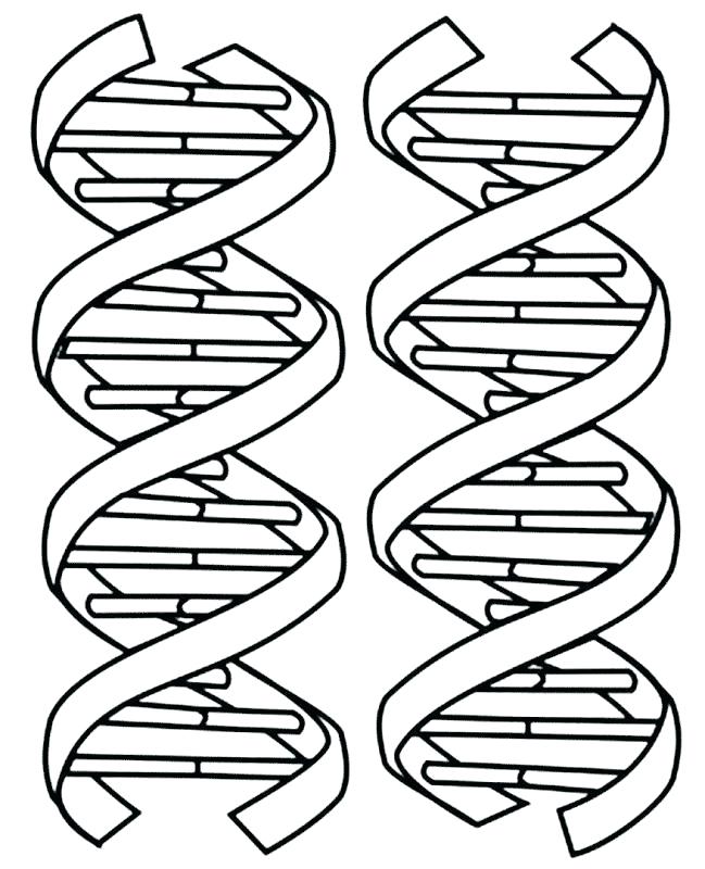 649x800 dna coloring worksheet structure and replication key beautiful