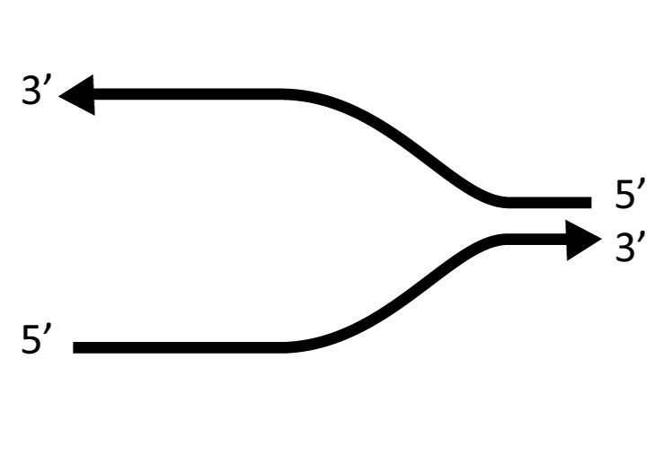 739x507 flow of genetic information kit replication activity guide student