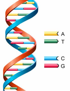 280x365 How To Explain Dna To Kids Owlcation
