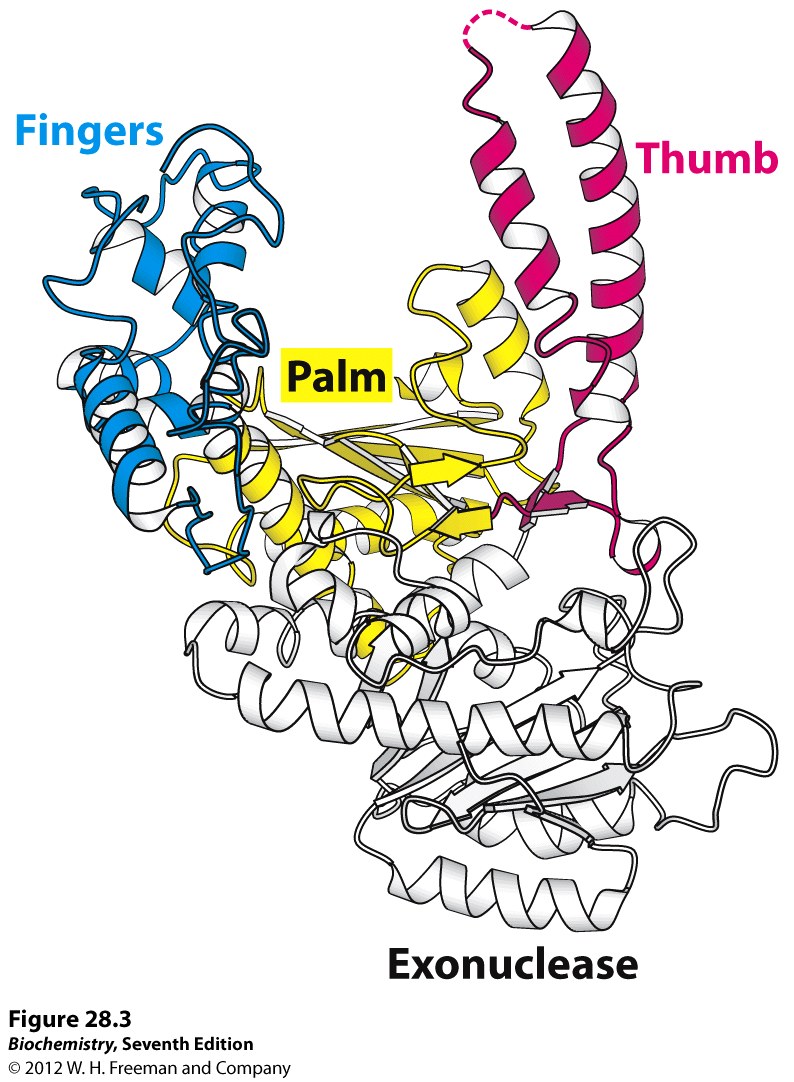 794x1082 kevin ahern's biochemistry