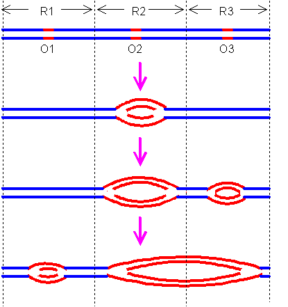 415x441 overview of dna replication