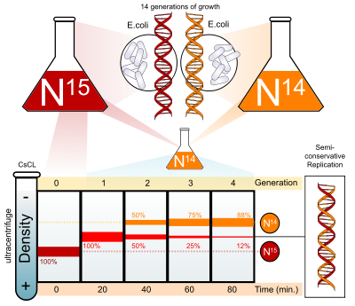 400x345 principles of biochemistrycell metabolism i dna replication