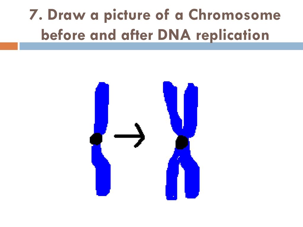 1024x768 replication, transcription and translation