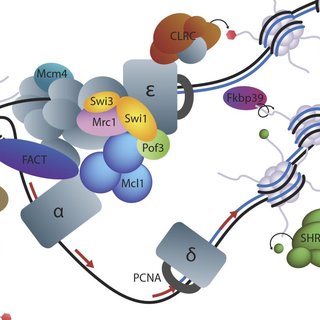 320x320 silencing factors identified in this screen have roles in dna