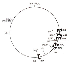 300x261 termination of dna replication