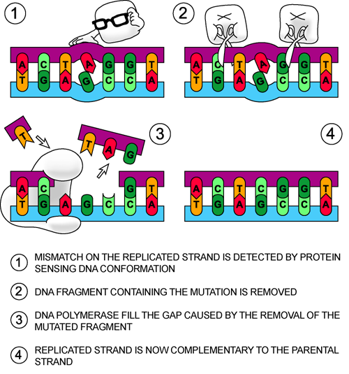 500x535 biology replication