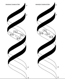 220x270 Crosslinking Of Dna