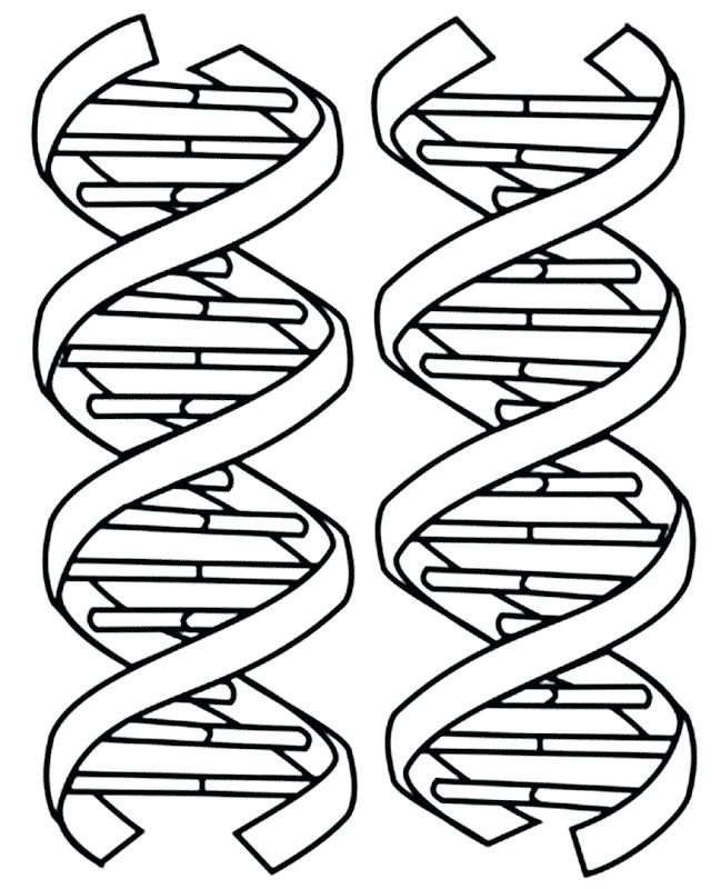 649x800 Dna Drawing