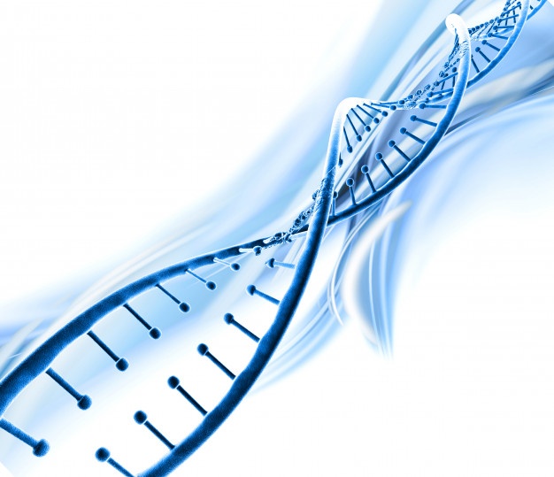 626x539 Dna Vectors, Photos And Free Download