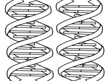 440x330 Dna Coloring