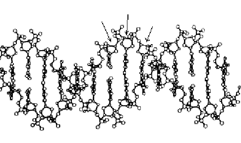 486x288 part of dna structure with indicated positions of some of o