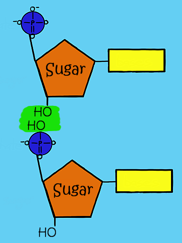 364x484 Structure Of Dna And Rna
