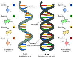 245x196 Topic Structure Of Dna And Rna