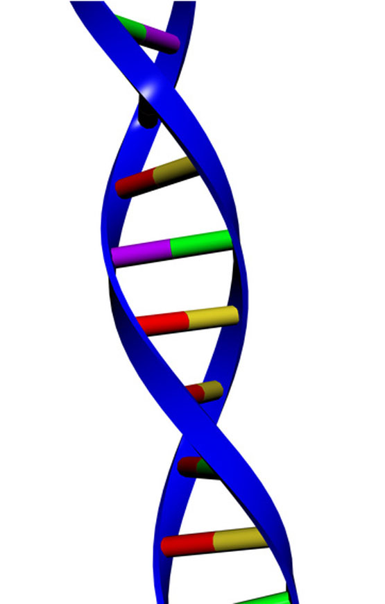 555x870 What Is Dna Science Lesson Structure Replication