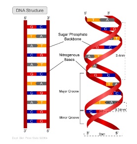 Dna Structure Drawing | Free download on ClipArtMag