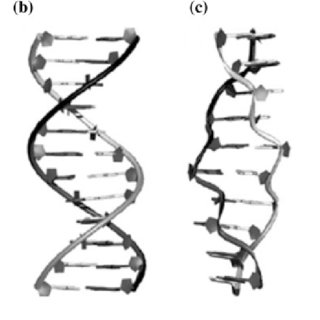 320x320 Build Up Of Rna A Chemical Drawing Of Adenine Ribonucleic Acid
