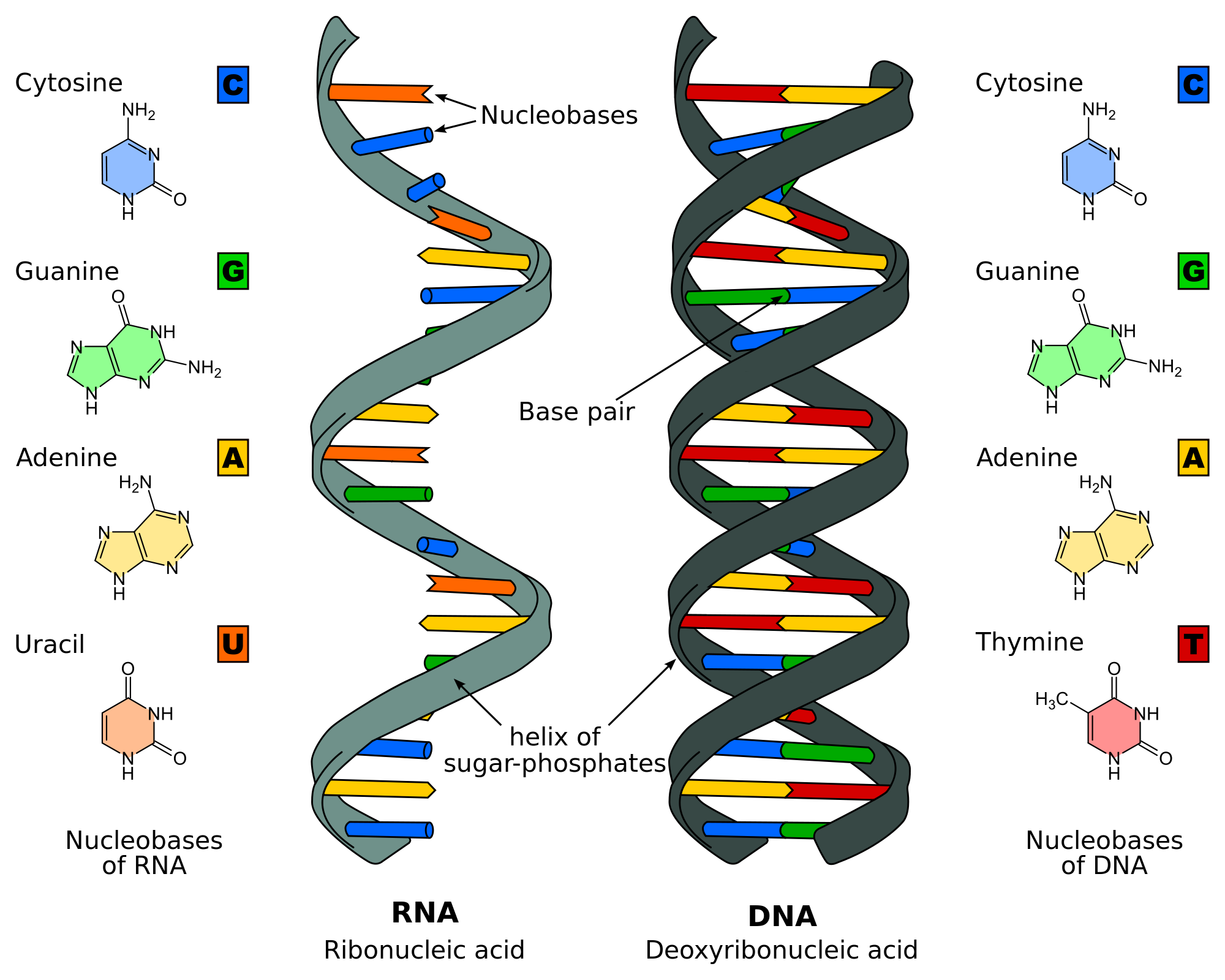 2000x1600 Collection Of Free Dna Drawing Adn Download On Ui Ex