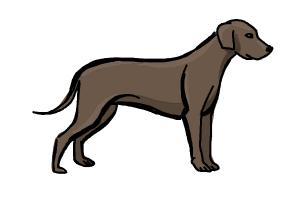 300x200 how to draw a doberman pinscher dog