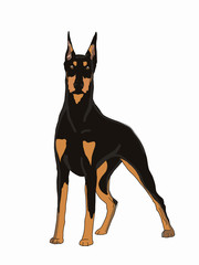 180x240 search photos doberman pinscher