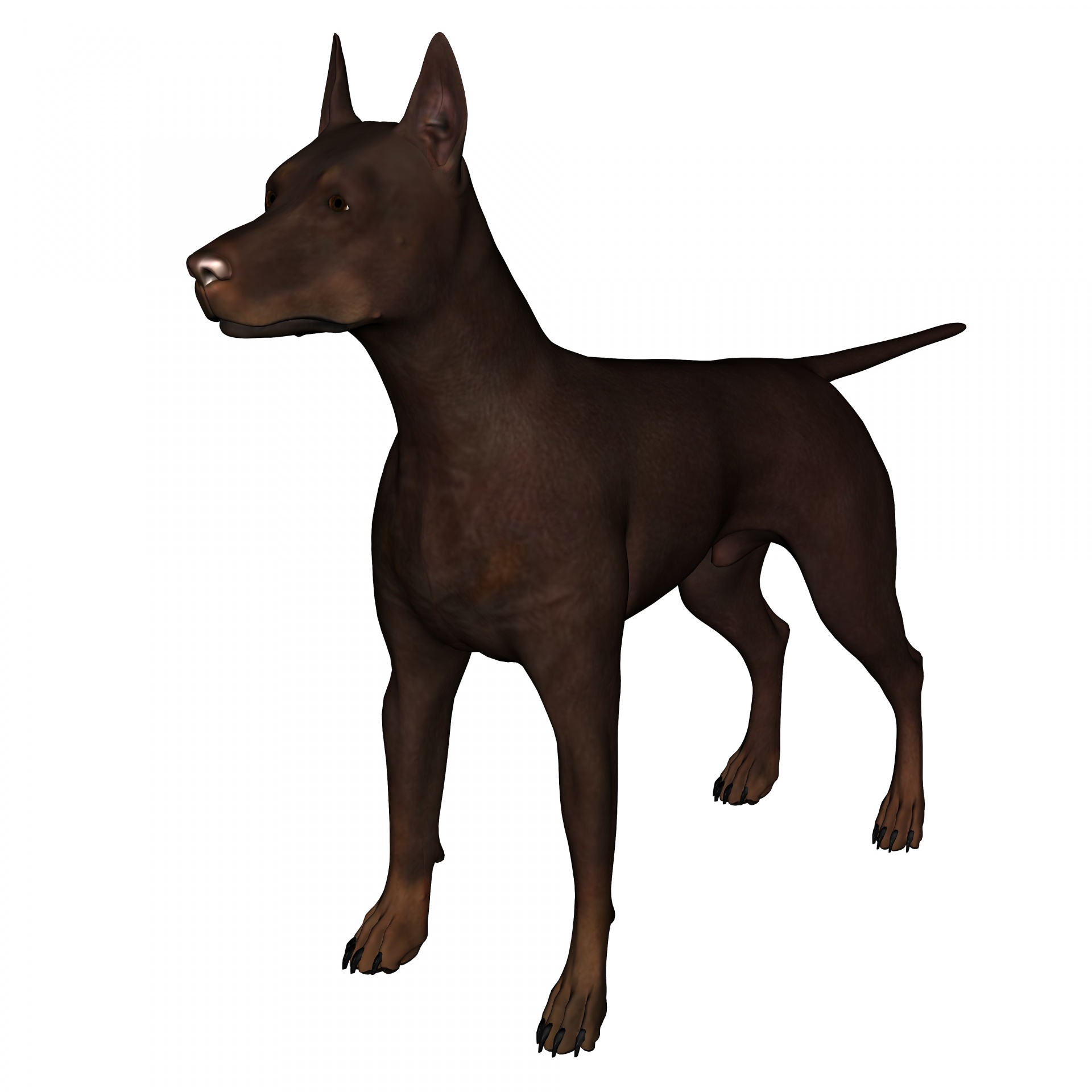 1920x1920 animal, brown, doberman, dog, white