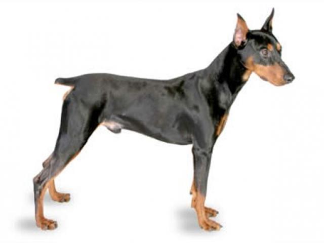 640x480 free drawn german pinscher, download free clip art