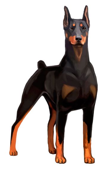 360x570 my hand drawn doberman pinscher portrait leave me a comment if