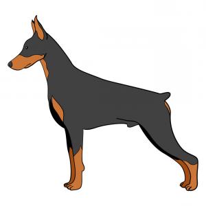 300x300 photostock vector dog breed of doberman pinscher silhouette soidergi