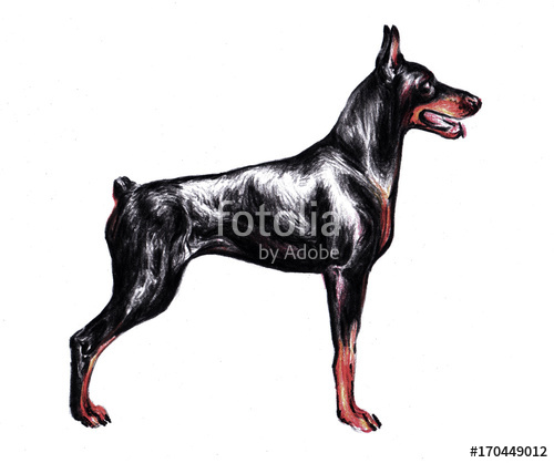 500x418 hand drawn illustration with domestic dog doberman pinscher