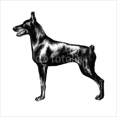 400x400 hand drawn vector illustration with domestic dog doberman pinscher