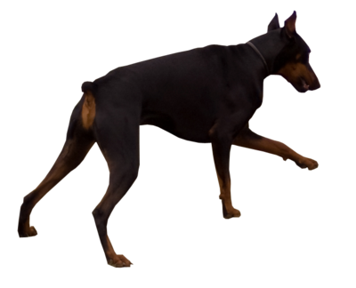 400x324 Collection Of Free Doberman Drawing Download On Ui Ex