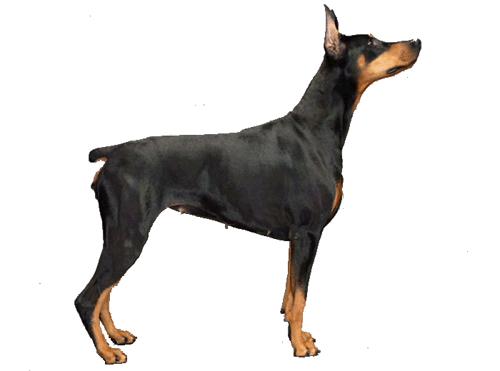 700x520 Collection Of Free Doberman Drawing Realistic Download On Ui Ex