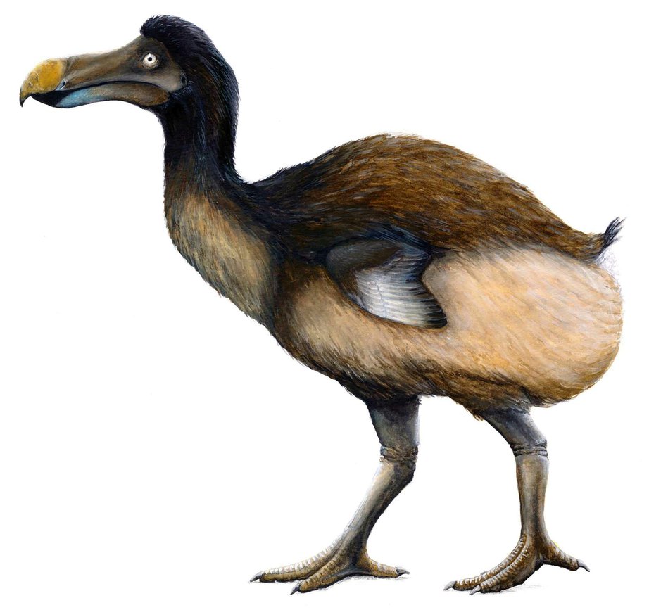 922x867 Dodo
