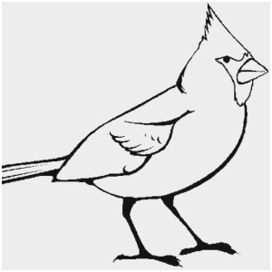 300x300 Pigeon Coloring