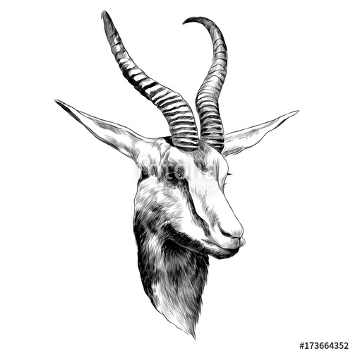 500x500 Doe Sketch Vector Graphics Monochrome Black And White Drawing Head