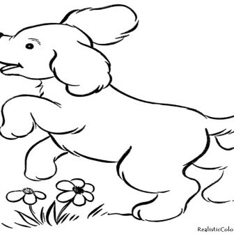 336x336 Dog Anatomy Of Drawing Doodle Dancing Anime Buy Border Collie