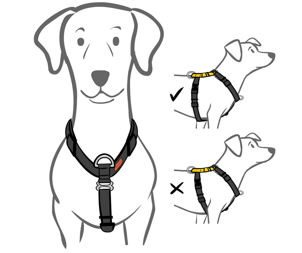 1000x838 harnesses homeskooling dogs