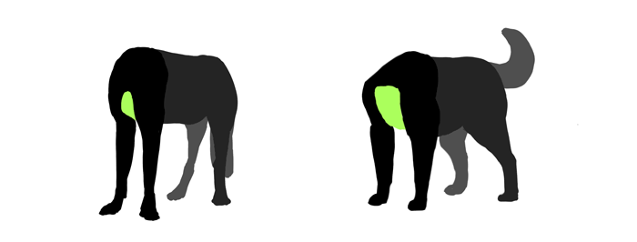 700x266 How To Draw A Dog Details Make The Difference