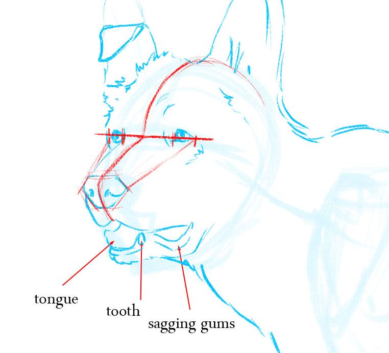762x692 How To Draw A Dog Drawings, Drawing