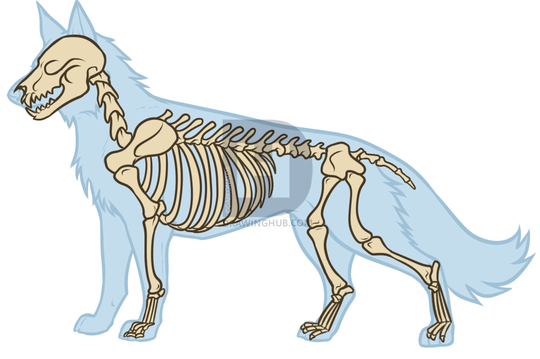 1080x719 Wolf Anatomy Drawing, Step