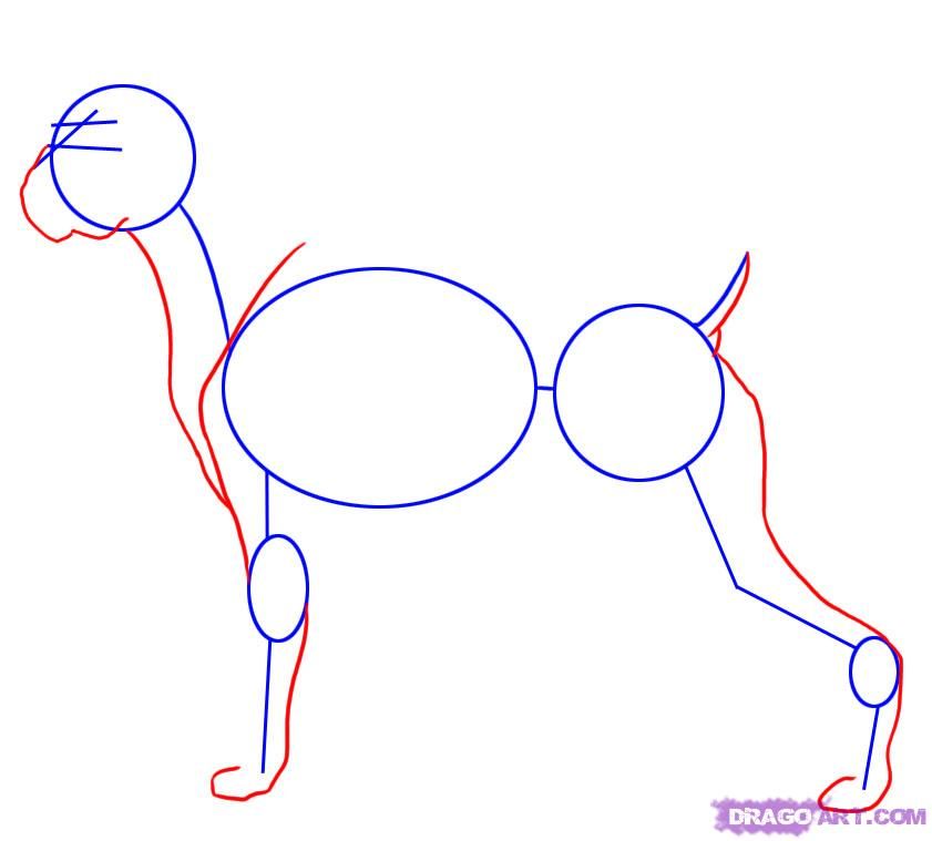 841x759 How To Draw A Boxer Dog Step How To Draw