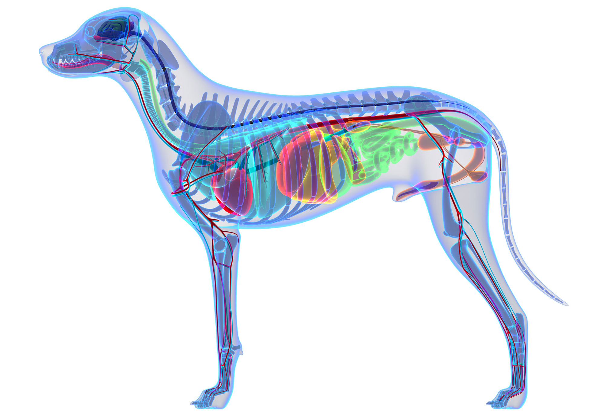 2000x1381 Canine Anatomy Illustrations Lovetoknow