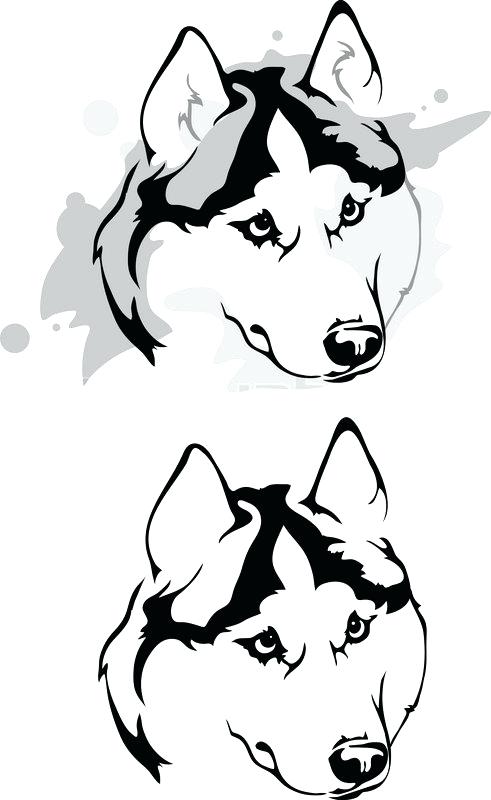 491x800 Husky Drawing Dog Drawings In Pencil Easysurfer